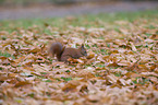 Eurasian red squirrel