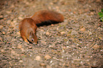 Eurasian red squirrel