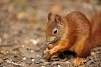 Eurasian red squirrel