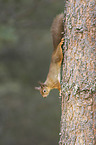 Eurasian red squirrel