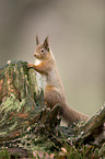 Eurasian red squirrel