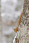 Eurasian red squirrel