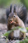 Eurasian red squirrel