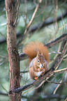 Eurasian red squirrel