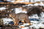 Eurasian red squirrel