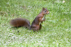 Eurasian red squirrel