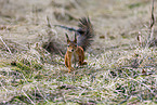 Eurasian red squirrel