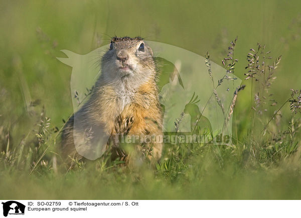 Europischer Ziesel / European ground squirrel / SO-02759