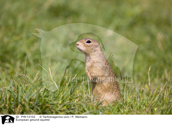 European ground squirrel / PW-13102