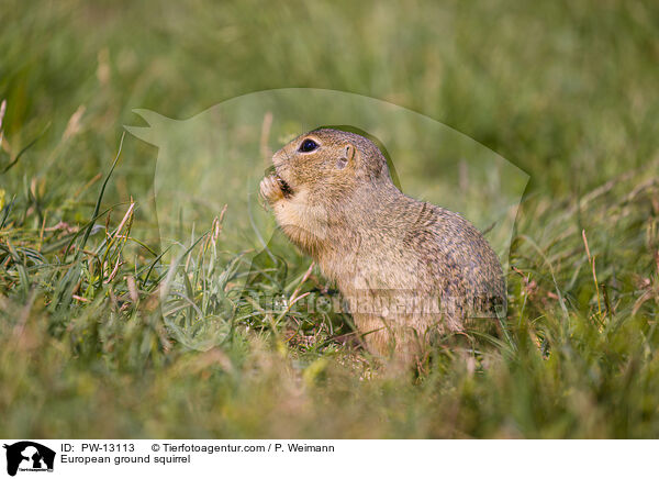 European ground squirrel / PW-13113