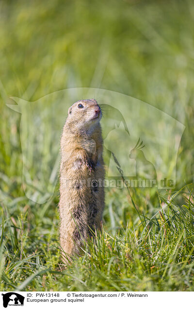 European ground squirrel / PW-13148