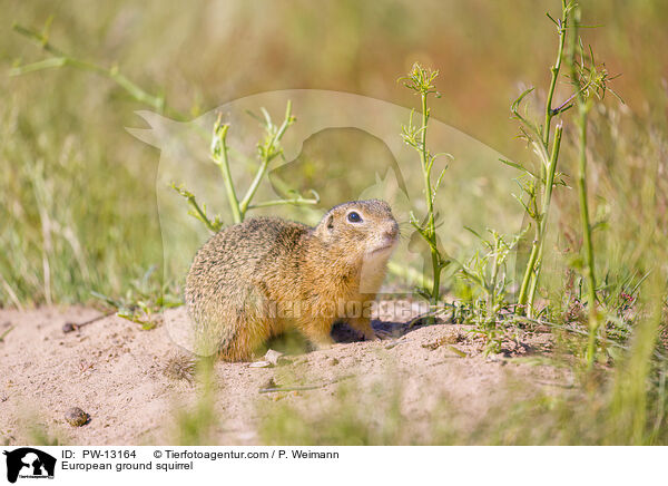European ground squirrel / PW-13164