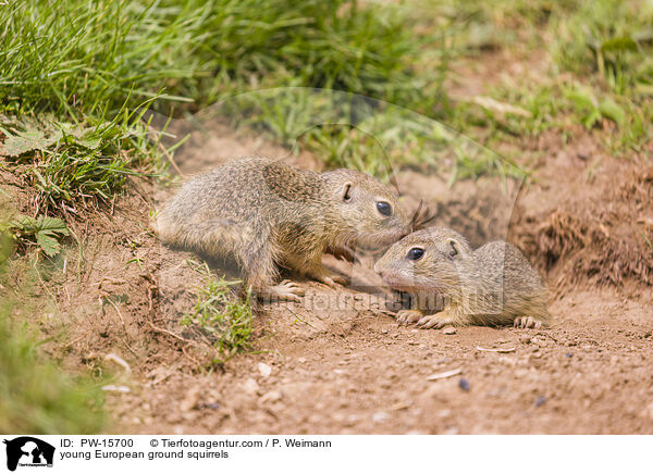 young European ground squirrels / PW-15700