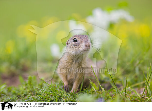 European ground squirrel / PW-15731