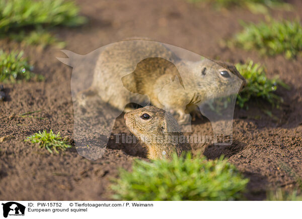 European ground squirrel / PW-15752