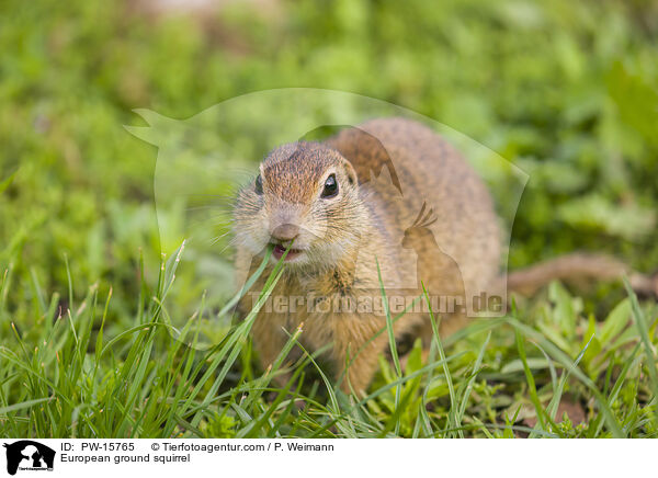 Europischer Ziesel / European ground squirrel / PW-15765