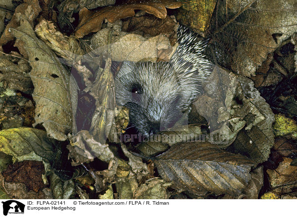 European Hedgehog / FLPA-02141