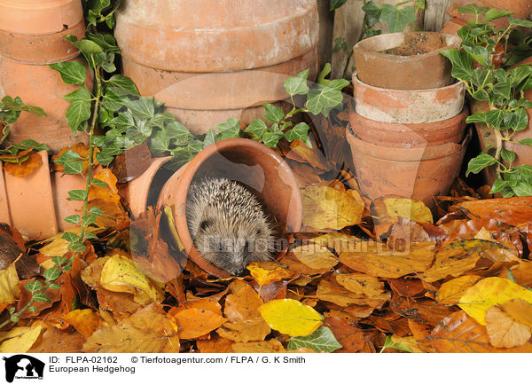 European Hedgehog / FLPA-02162