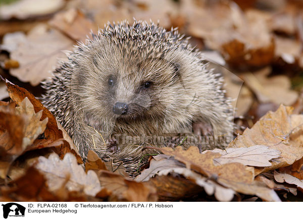 European Hedgehog / FLPA-02168