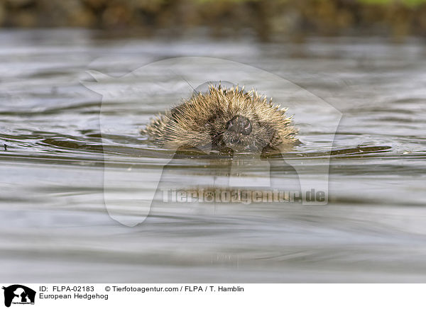European Hedgehog / FLPA-02183