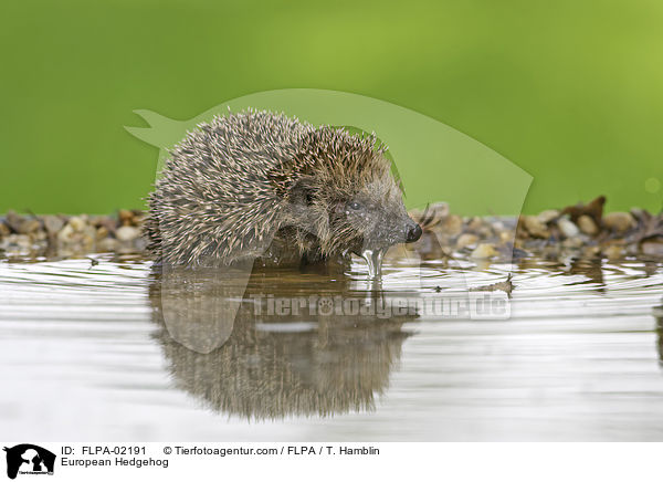 European Hedgehog / FLPA-02191