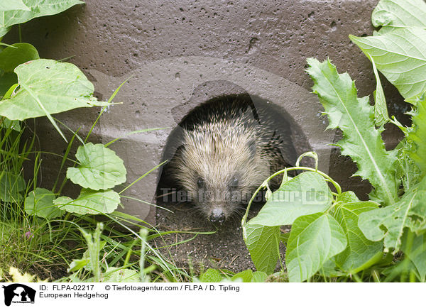 European Hedgehog / FLPA-02217