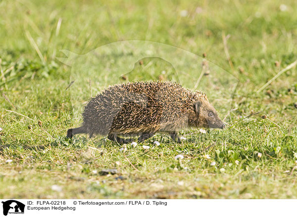 European Hedgehog / FLPA-02218