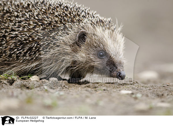 Braunbrustigel / European Hedgehog / FLPA-02227