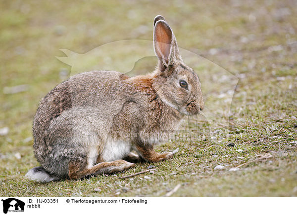 rabbit / HJ-03351