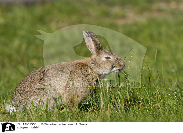 european rabbit / AT-01355