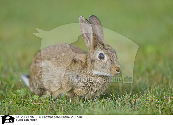 european rabbit / AT-01797