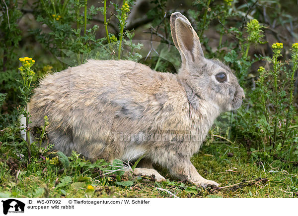 european wild rabbit / WS-07092