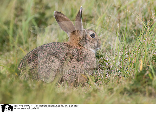european wild rabbit / WS-07097