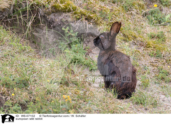 european wild rabbit / WS-07102