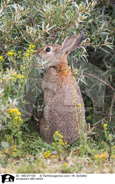 european wild rabbit / WS-07109