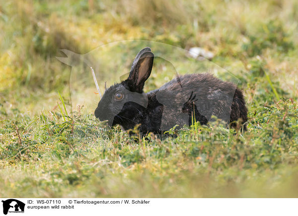 european wild rabbit / WS-07110