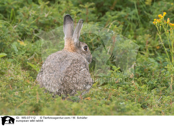 european wild rabbit / WS-07112