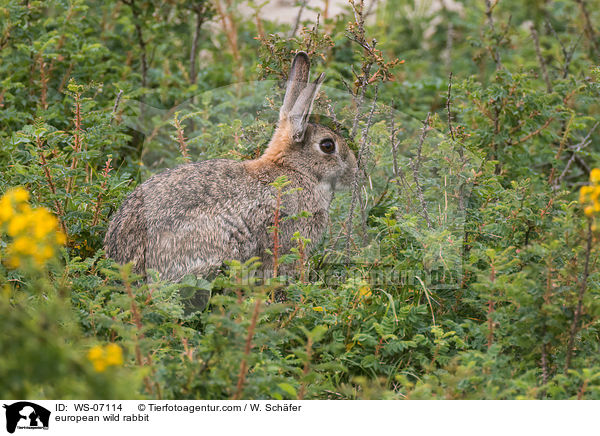 european wild rabbit / WS-07114
