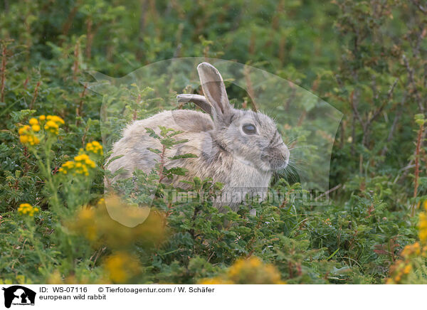 european wild rabbit / WS-07116