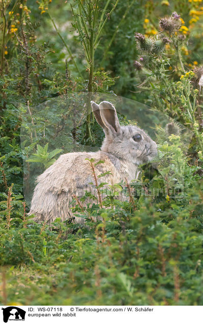 european wild rabbit / WS-07118