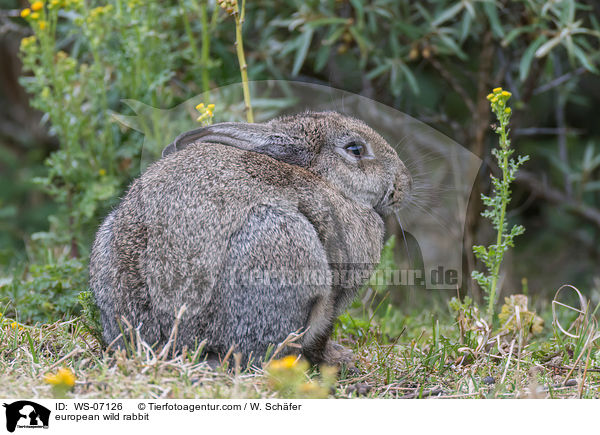 european wild rabbit / WS-07126