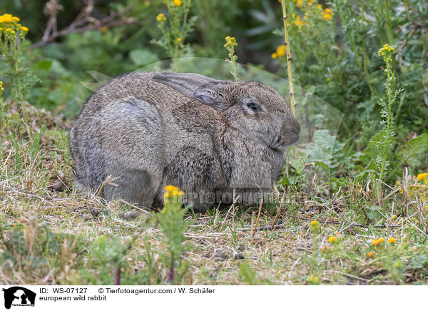european wild rabbit / WS-07127