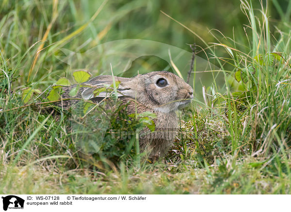 european wild rabbit / WS-07128