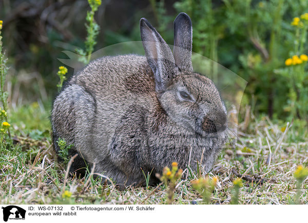 european wild rabbit / WS-07132