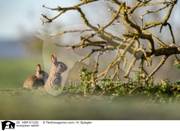 Wildkaninchen / european rabbit / HSP-01330