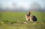 european rabbit