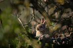 european rabbit