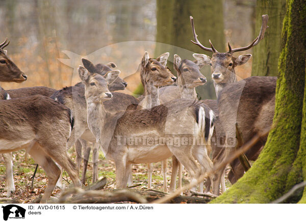 Damhirsche / deers / AVD-01615