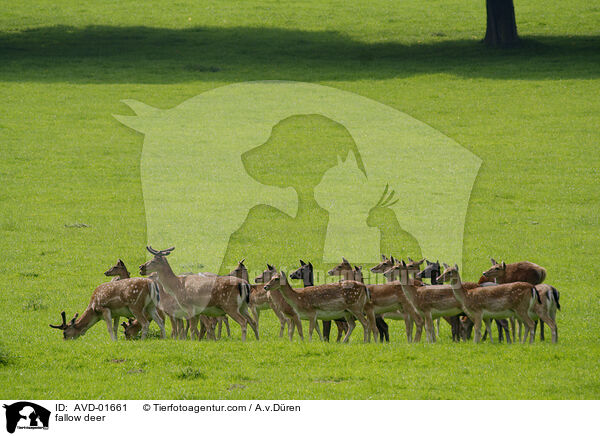 Damhirsche / fallow deer / AVD-01661