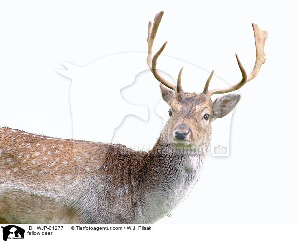 Damhirsch / fallow deer / WJP-01277